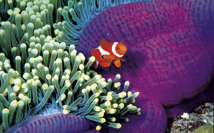 Sharm el Sheikh